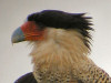 Crested Cracara